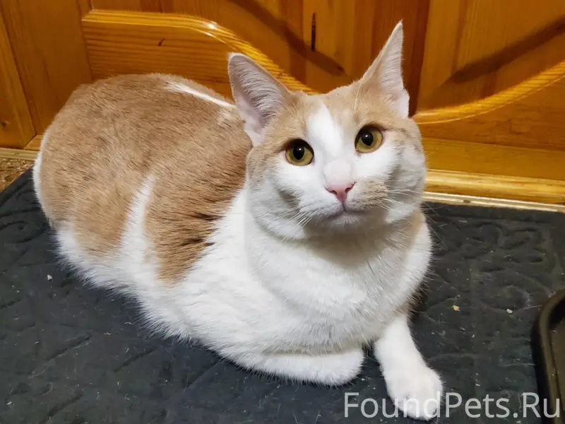 🆘СРОЧНО! ПРОПАЛ КОТ! ПОМОГИТЕ ...