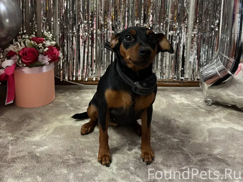 Потерялась собака цвергпинчер,...