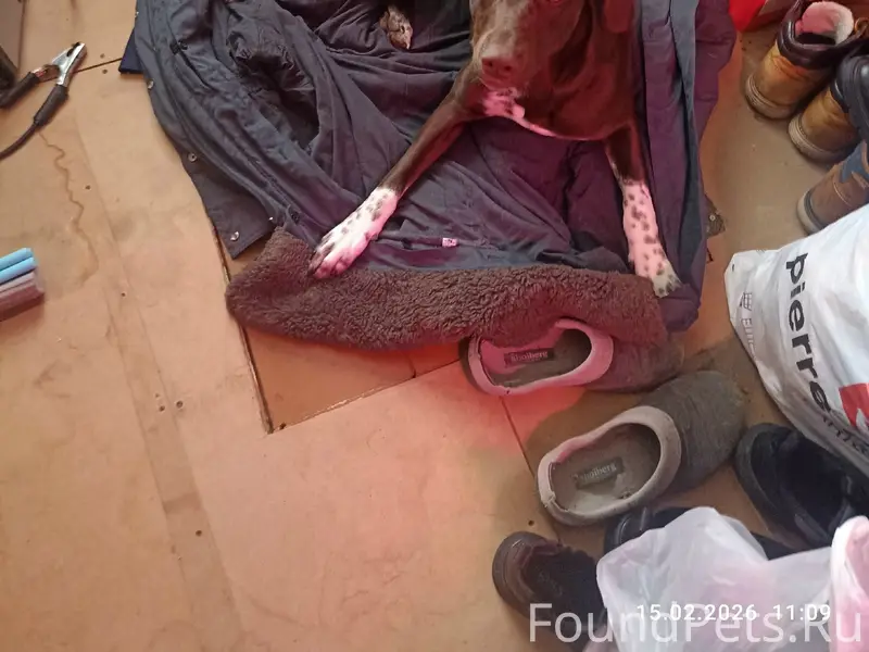 Найдена собака, кобель, молодо...