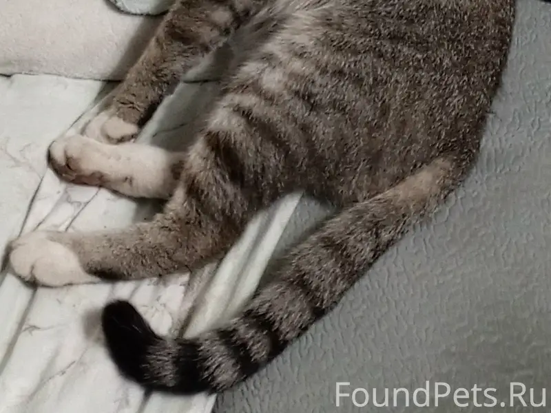 Пропал кот по кличке Барсик в....