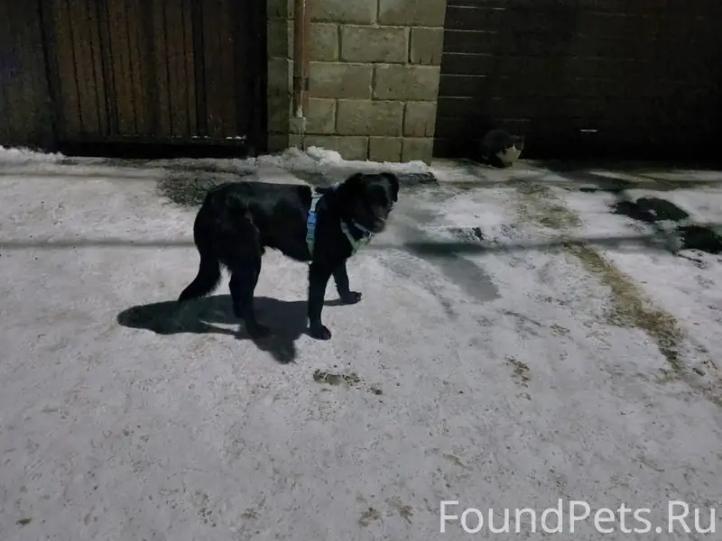 Собака уже несколько дней сиди...