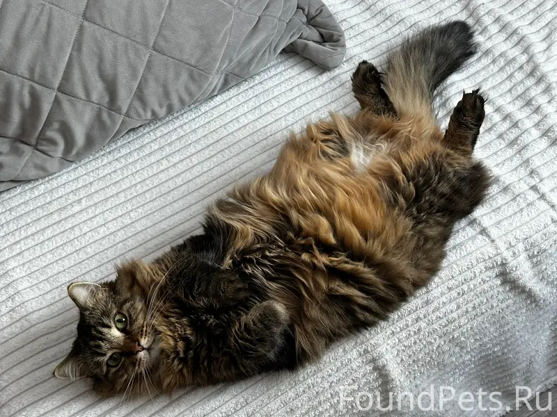 🆘 Пропала кошка! В районе ул.....