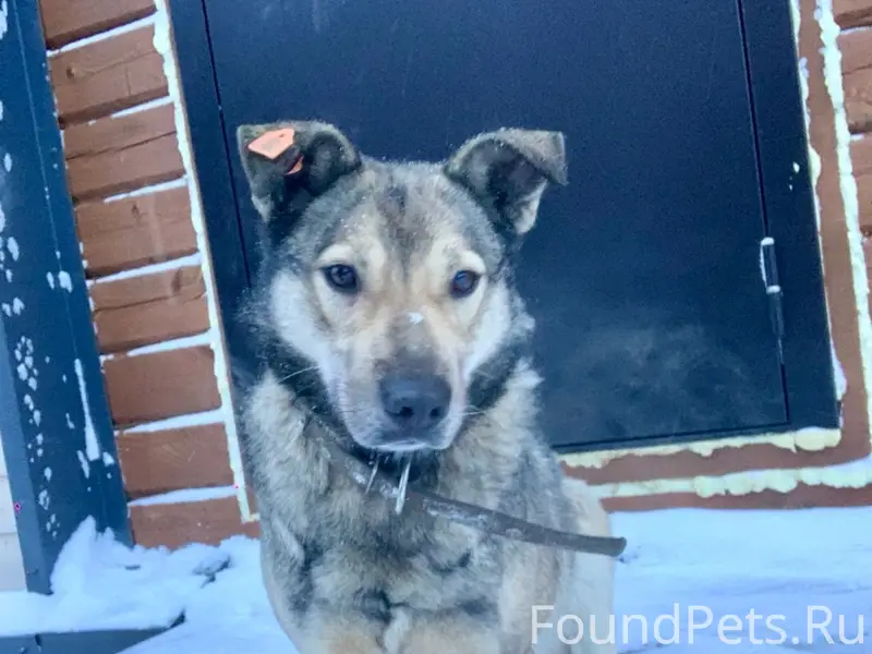 Убежал из дома пес Макс. Бегае...