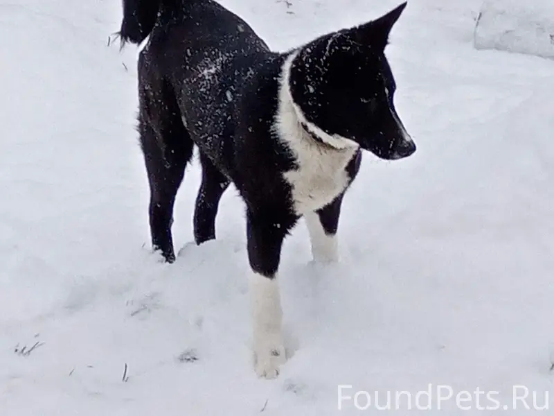 Убежала собака по кличке Кузя ...