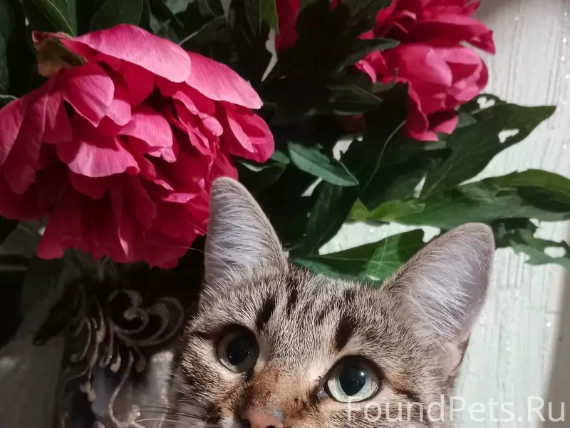 Просим помощи! На 20ой в район...