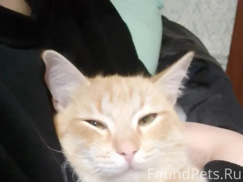 Пропал кот, уже двое суток, вс...
