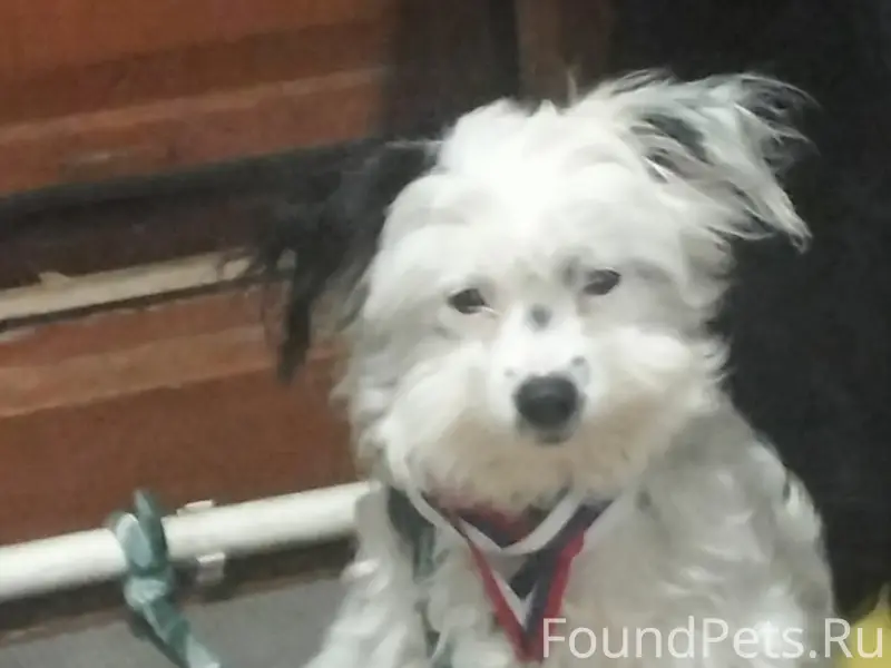 Потерялась собака!!! Может кто...