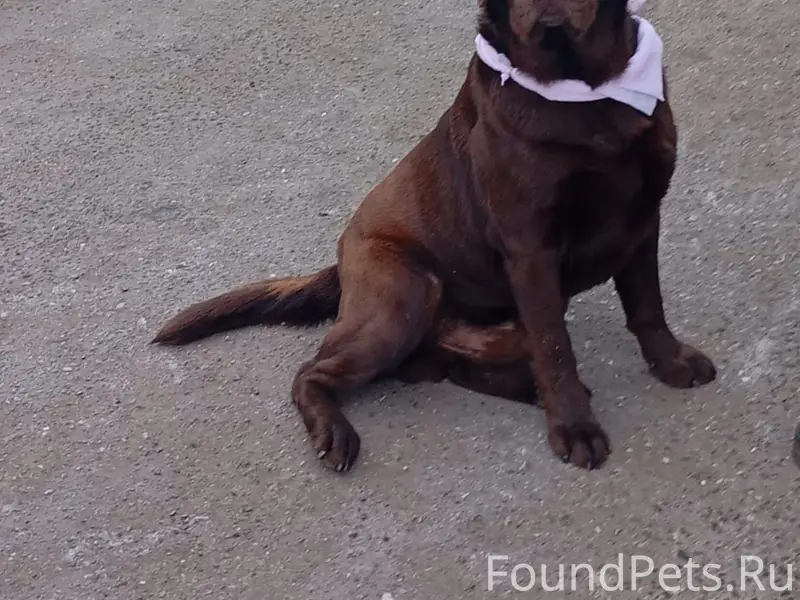 Найден лабрадор на Трусово, ра...