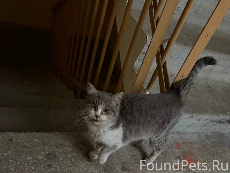 📌 СРОЧНО НУЖНА ПОМОЩЬ КОШКЕ🐾 К...