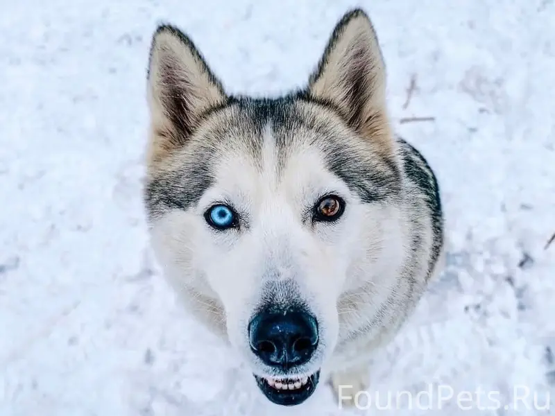 ❄️ ВНИМАНИЕ! ПОТЕРЯЛАСЬ ХАСКИ ...