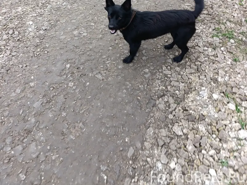 Пропала собака, Правобережный,...