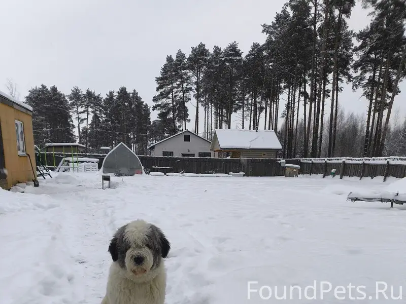 ‼️SOS‼️ 16.02 Убежала собака в...