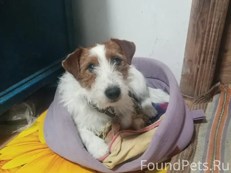 Пропали две собаки, кто видел ...