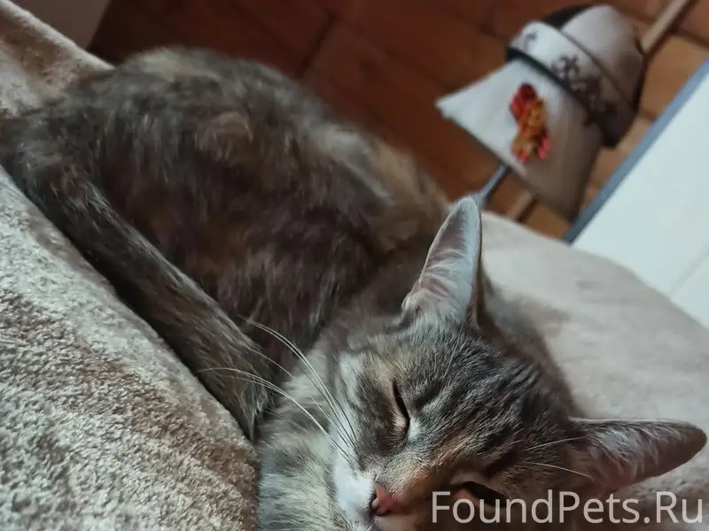 Внимание! Пропала домашняя кош...