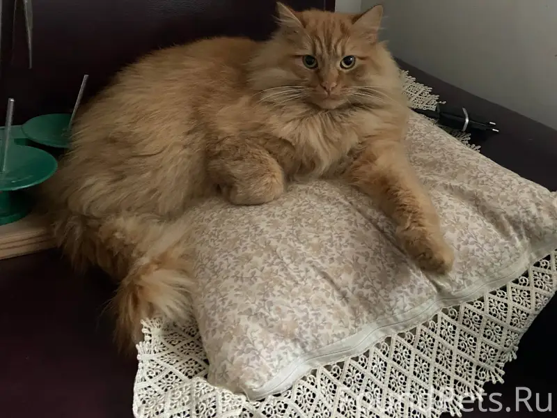 Потерялся кот район ЖД ПЕРЕЕЗД...