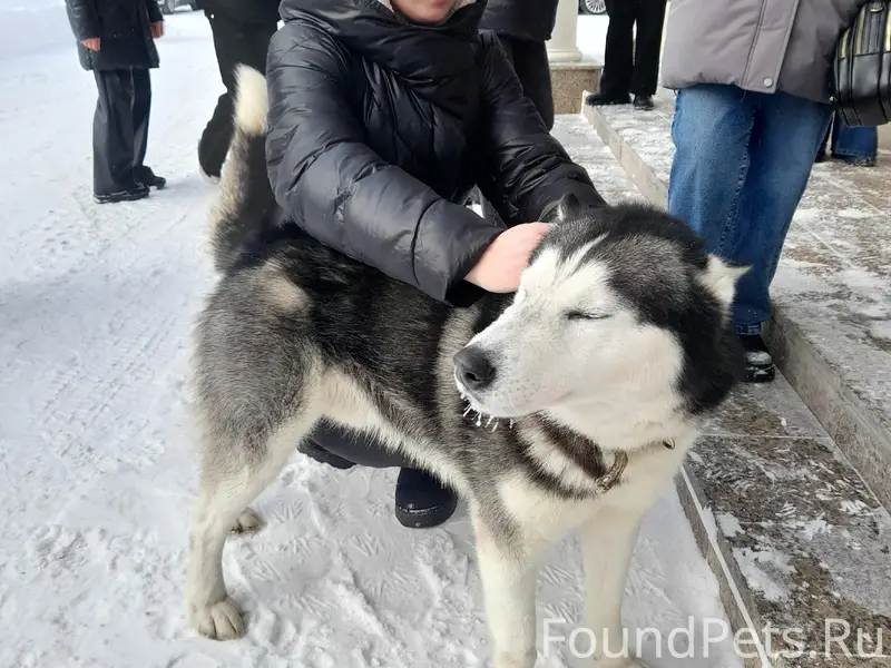 🆘Найдена собака Хаски с ошейни...