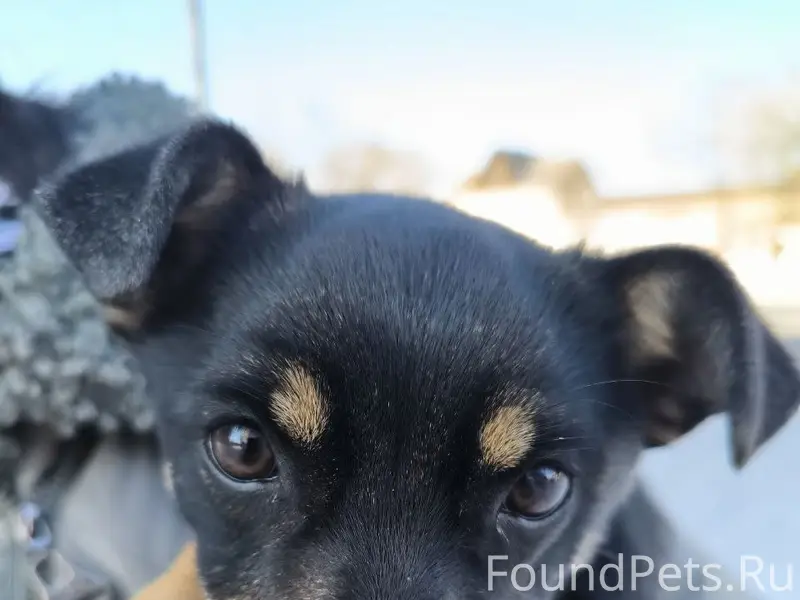 Найден щенок, девочка, с ошейн...