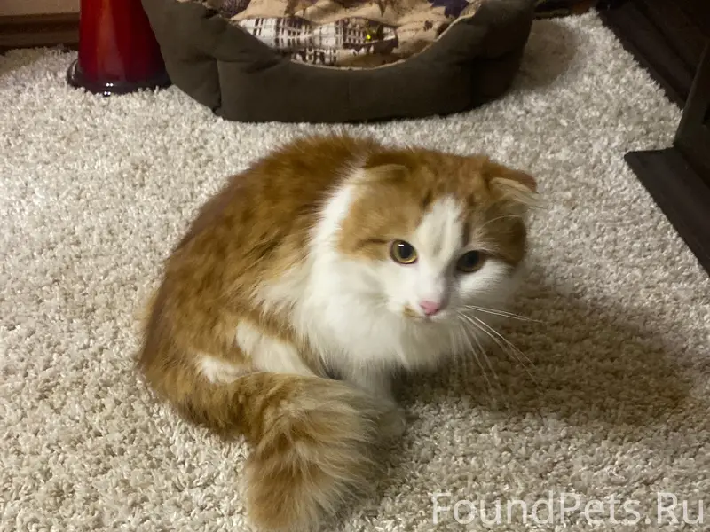 Кто потерял котика? Забежал за...