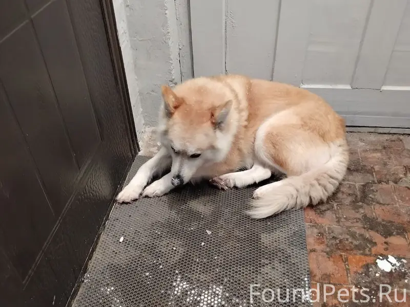 Друзья, в пос. Канифольный най...