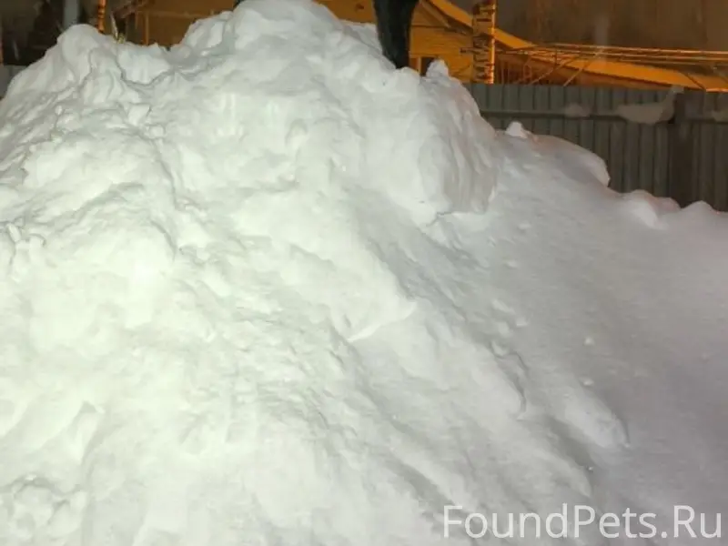 Сегодня ночью убежала собака, ...