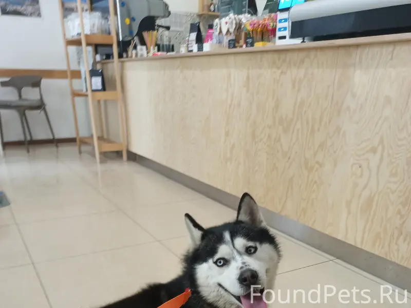Найдена собака, хаски, окрас ч...