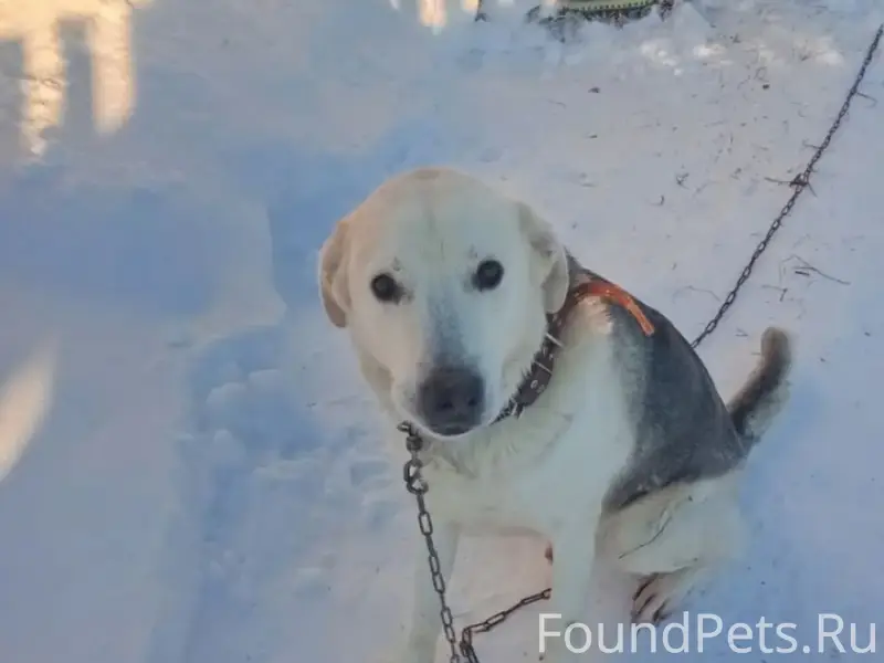Пропала собака, по кличке Гром...