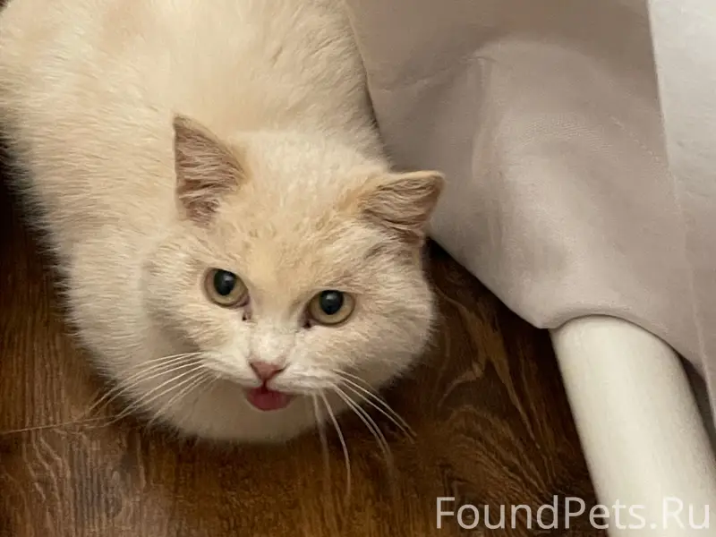 Найдена кошка (кот)! Срочно ищ...
