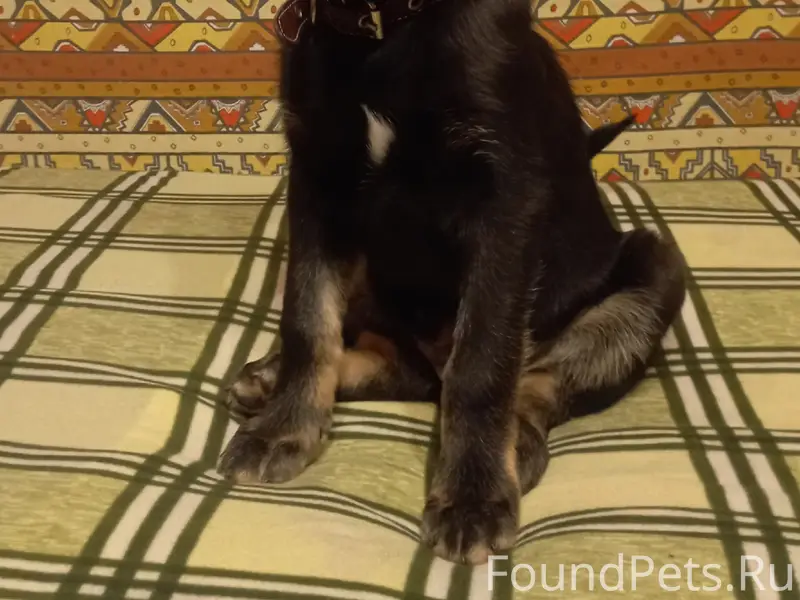 Пропала собака(щенок) Зовут Гр...