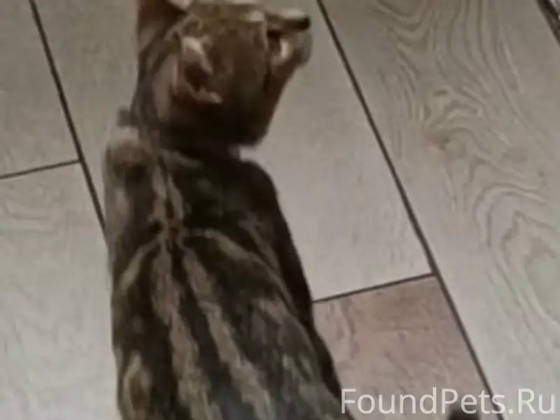 Здравствуйте. ПРОПАЛА КОШКА 14...