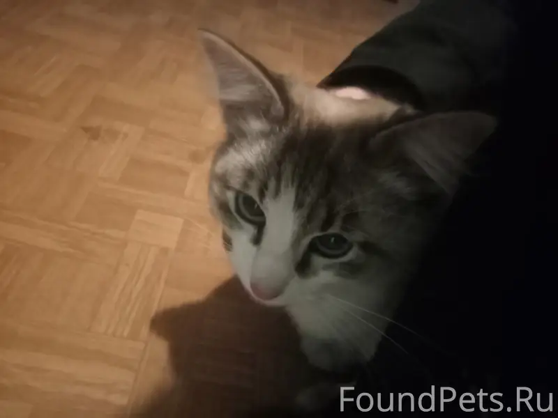 СРОЧНО! СПАСИТЕ ГОЛУБОГЛАЗУЮ К...