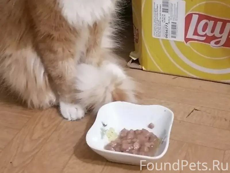 ПРОПАЛ РЫЖИЙ КОТ, ЗОВУТ РЫЖИК ...