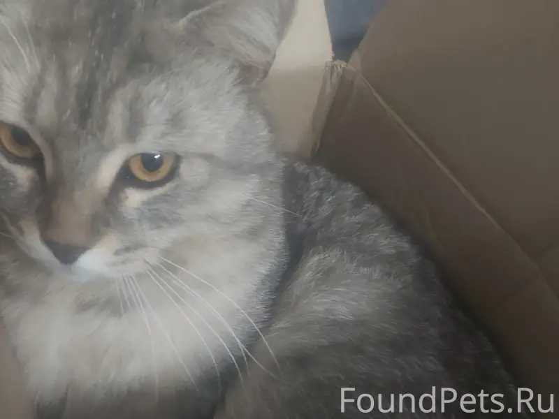 Пропал кот. В районе Детского ...