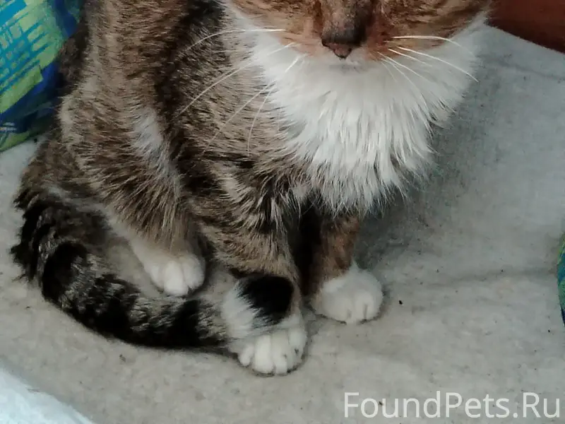 НАЙДЕН КОТ в районе ул. Ветера...