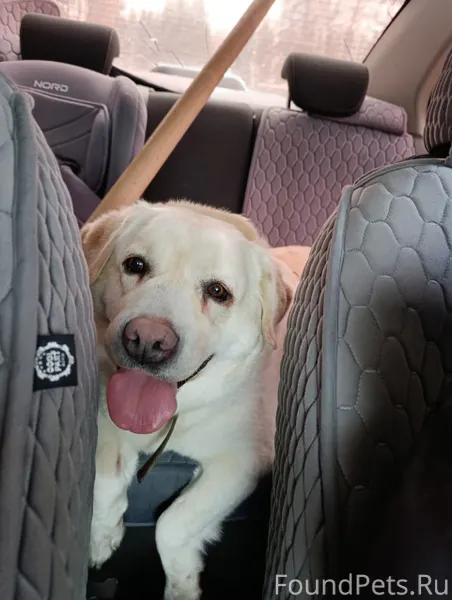 Найдена собака. Видно чья-то. ...