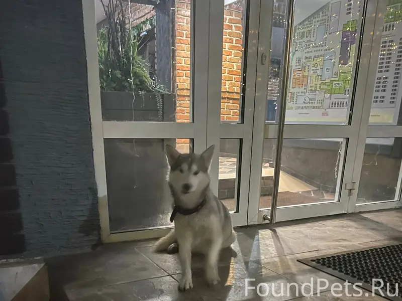 Очень срочно . Приблудилась со...