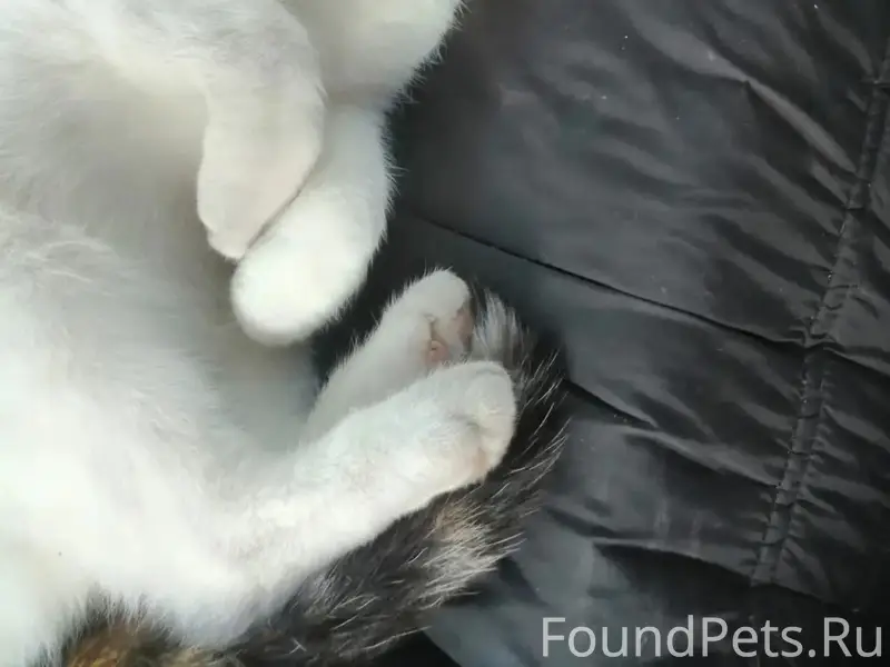 Пропала кошка, зовут Белка, ла...