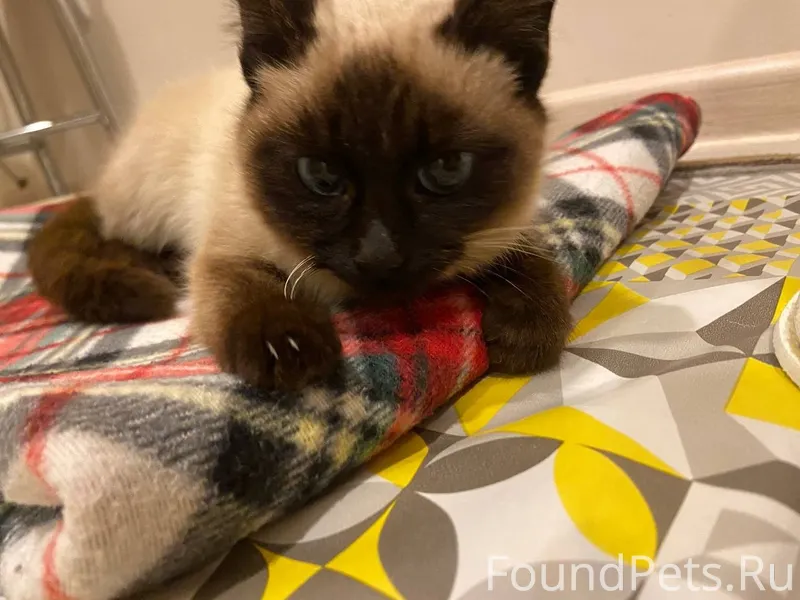 Найдена кошка: котенок, предпо...