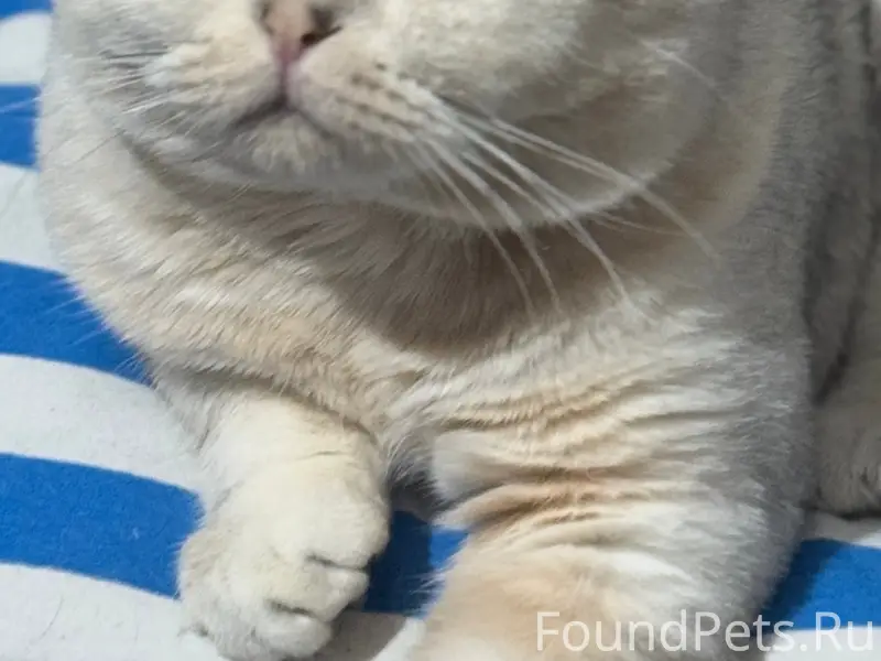 Пропал кот, в районе 12 остано...