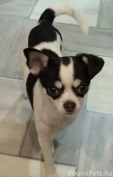 Помогите найти собаку Зовут Ми...