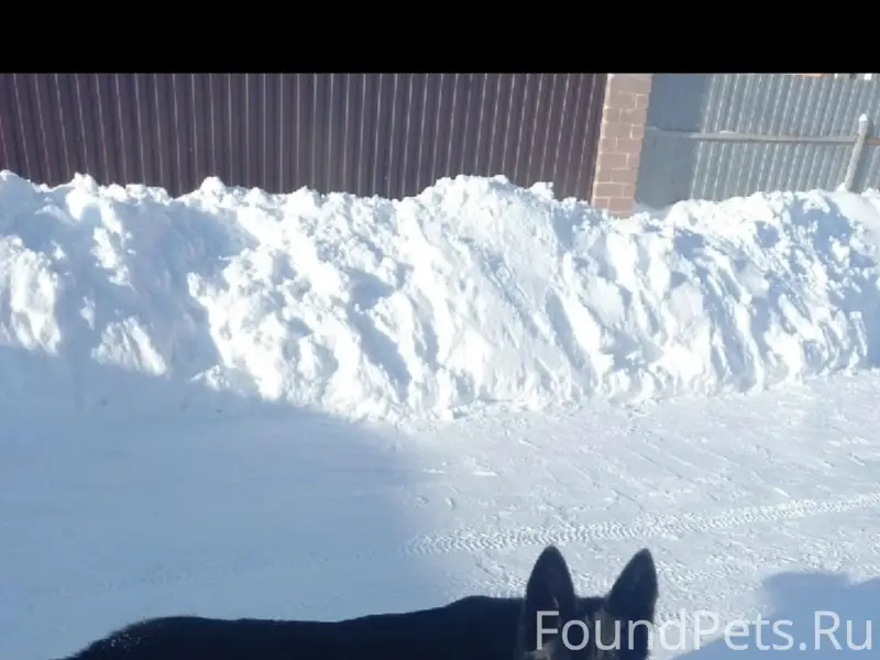 15.02 убежала собака, кобель (...