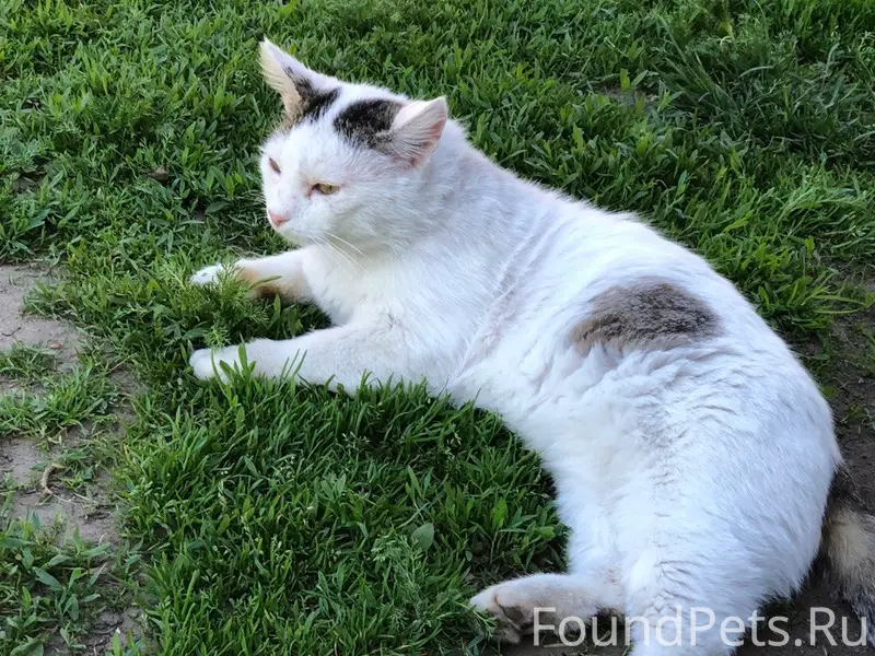 Пропал кот. В районе улицы Ост...