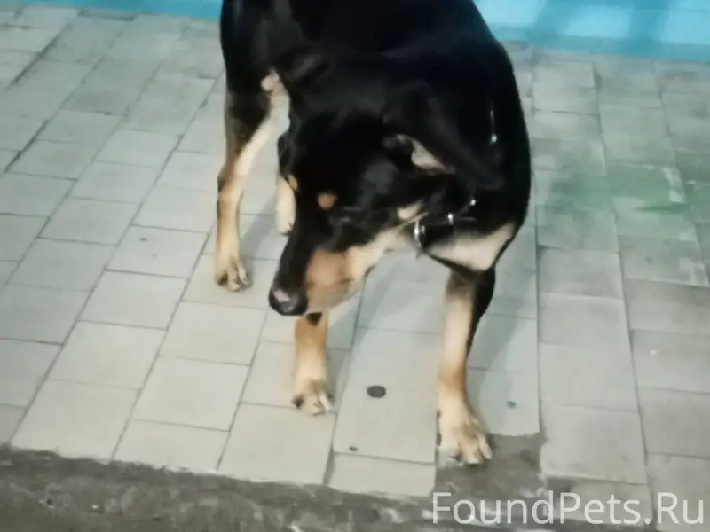 Кто потерял собаку? Сейчас нах...