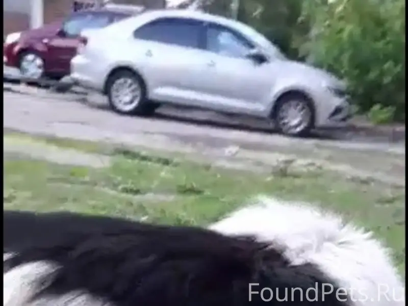 ПРОПАЛА СОБАКА 🐶 Орел, Орловск...