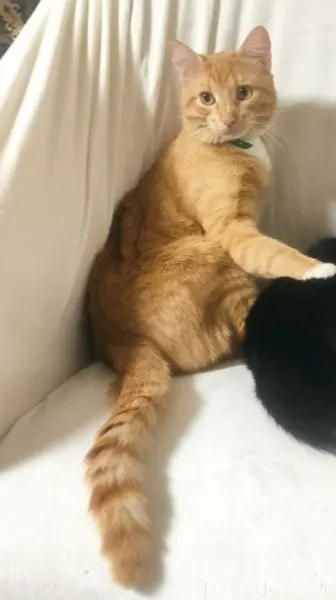 Пропал кот с синим ошейником п...