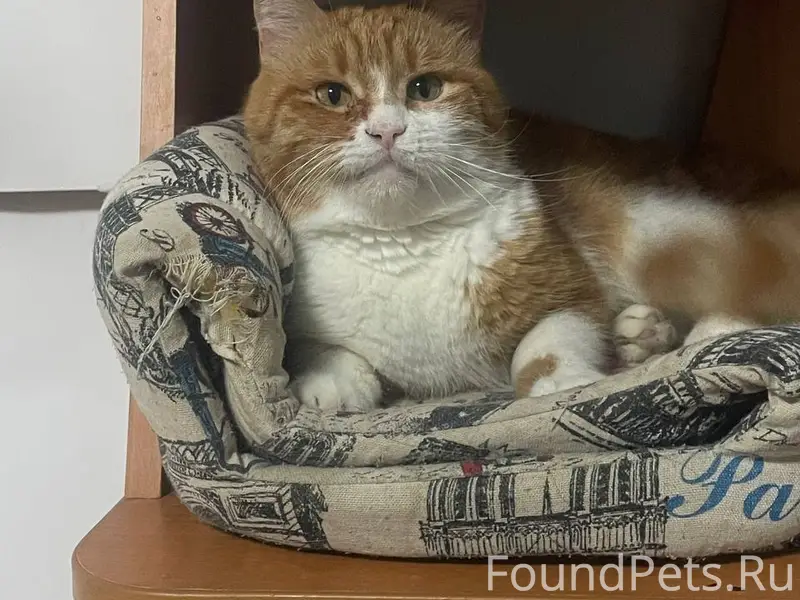 Пропала кошка (район военного ...