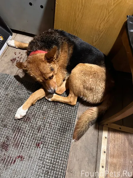 Добрый вечер! Найдена собака! ...