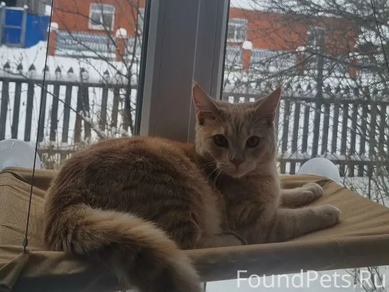 Пропал кот сегодня ночью в рай...