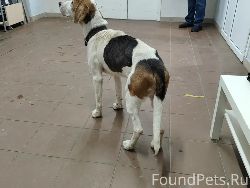 Ищем хозяина потерявшейся соба...