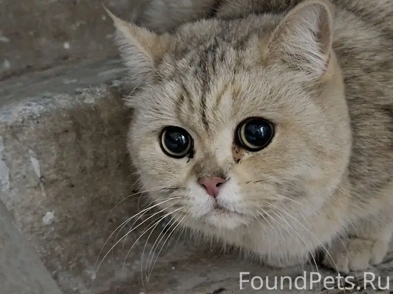 Найдена кошка. может у кого то...