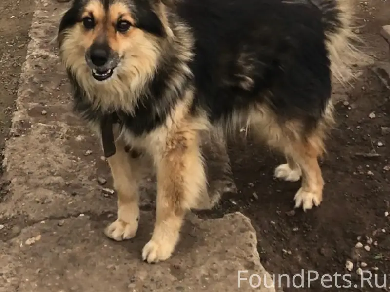 Помогите пожалуйста найти соба...